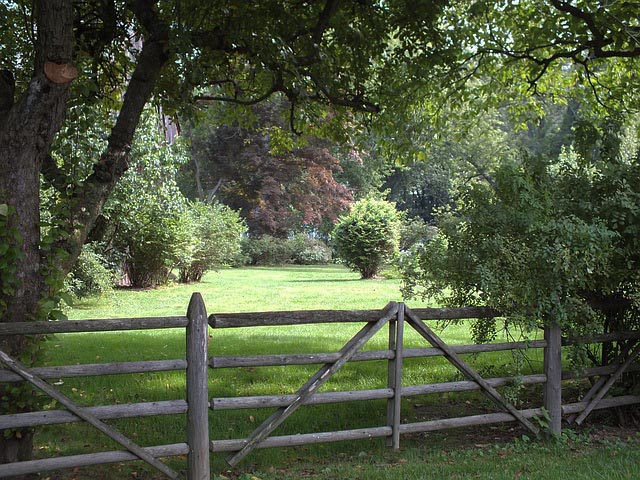 Field Trees and Fence